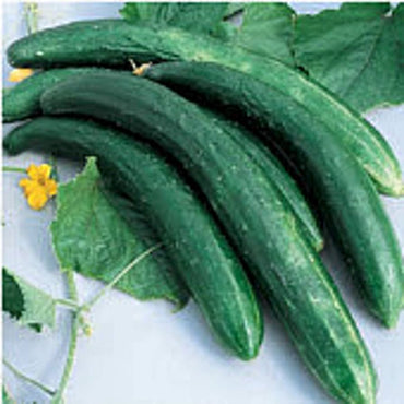 Burpless Cucumber #26 vegetable seeds for easy-to-digest crisp harvests