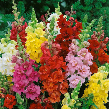 Snapdragon Flower Seeds for Planting, 100