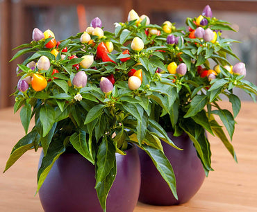 7 Pot Jonas pepper Capsicum chinense organic hot vegetable seeds for planting in sunny backyard garden