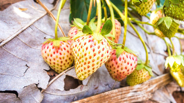 Fragissimo vanilla strawberry seeds for planting fragrant strawberry variety