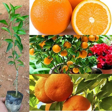 Orange Tree Citrus sinensis Bonsai Fruit Seeds for Planting in Indoor Pots