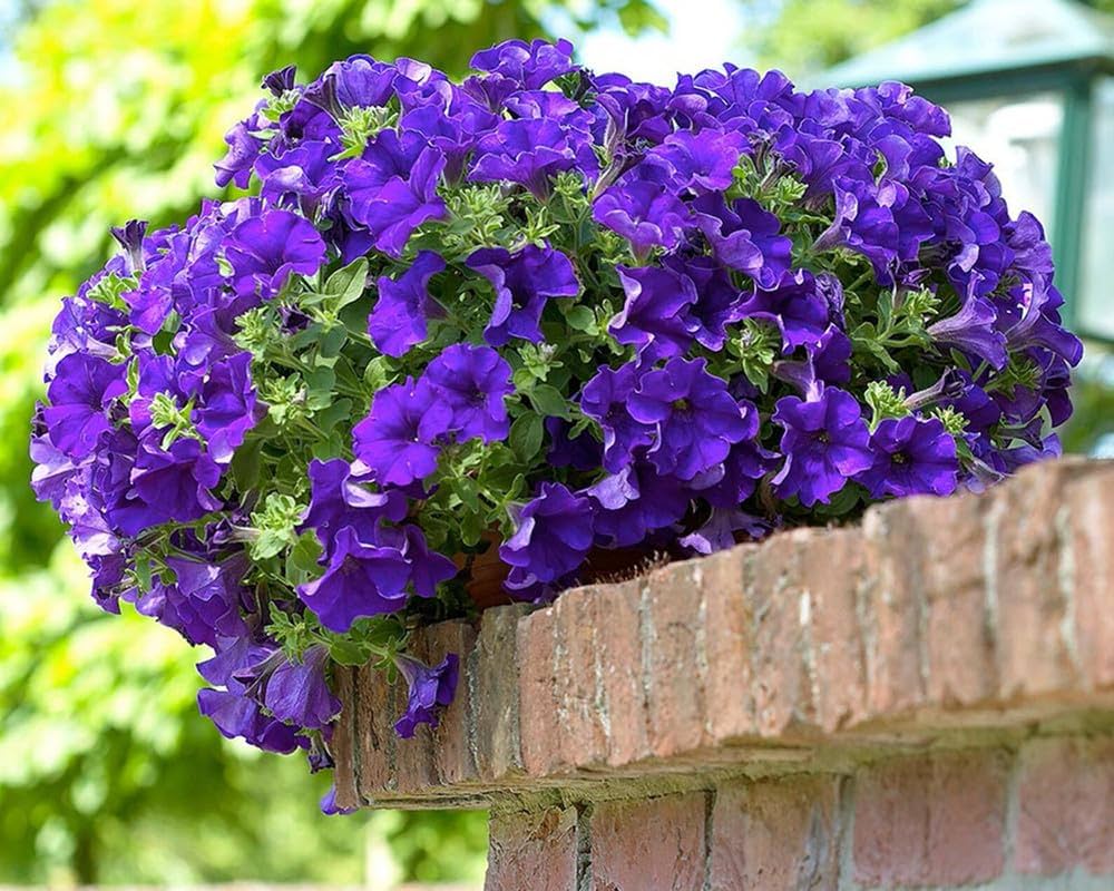 Blue Petunia Petunia Hybrida Flower Seeds for Planting in Hanging Baskets and Balcony Planters