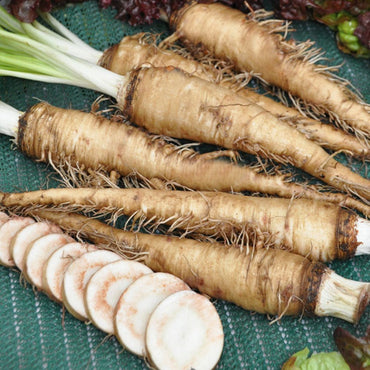 Salsify White Salsify Plant Seeds