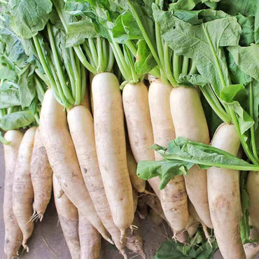 Japanese Daikon Radish Raphanus Sativus Vegetable Seeds for Planting in Kitchen Garden and Raised Beds