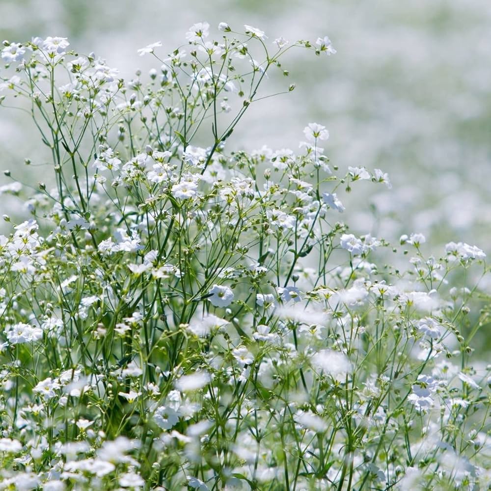 Gypsophila Mixed Perennial Flower Seeds
