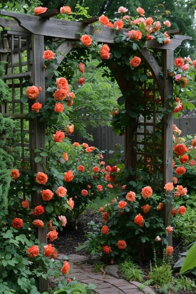 Dark Orange Climbing Rose Seeds for Planting – Heirloom, Non-GMO Garden Flower Seeds