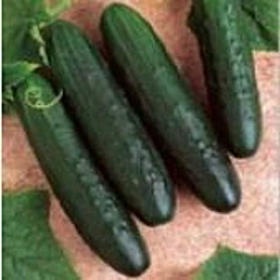 General Lee – Cucumber Seed