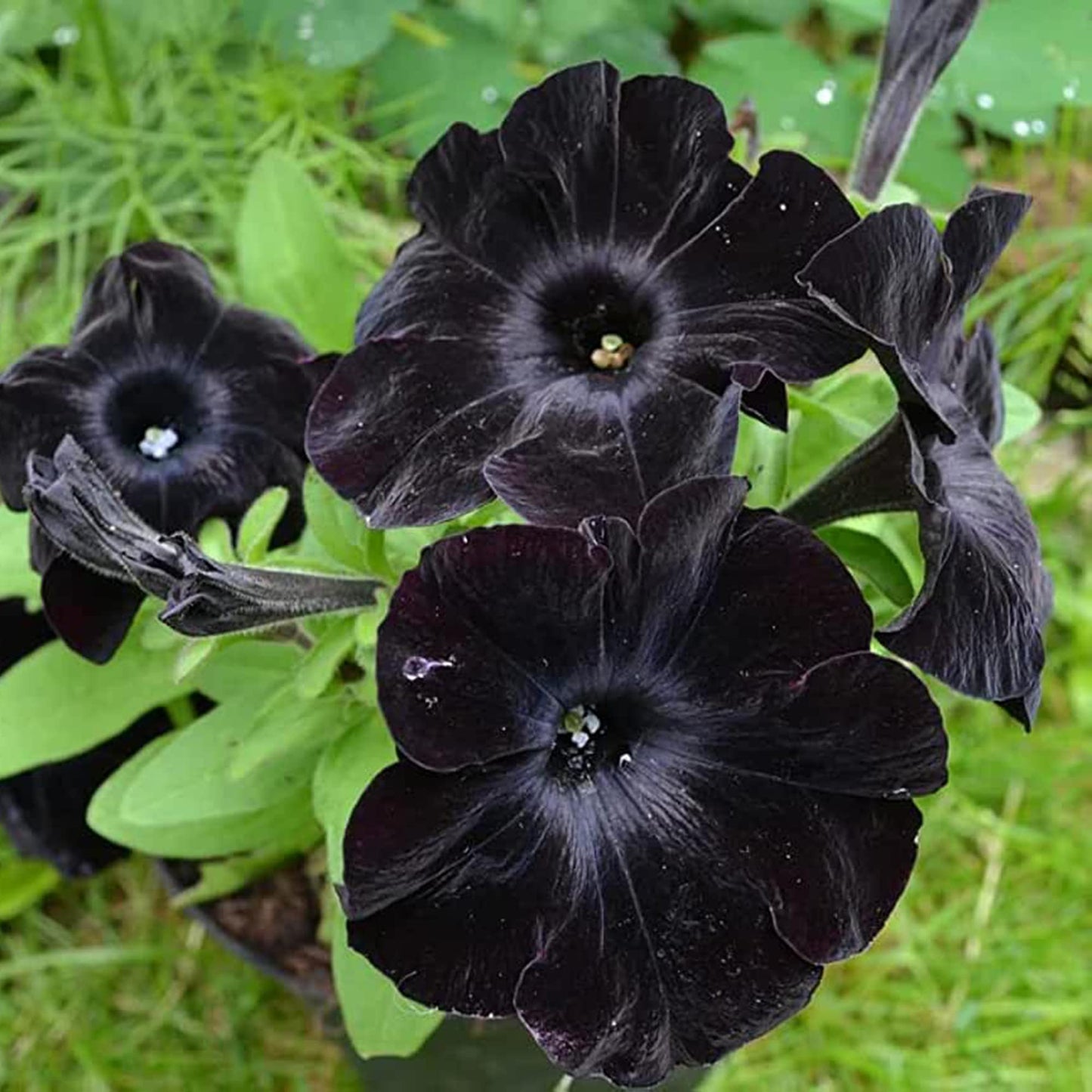 Black Velvet Petunia Multicolored Rare Flower Seeds