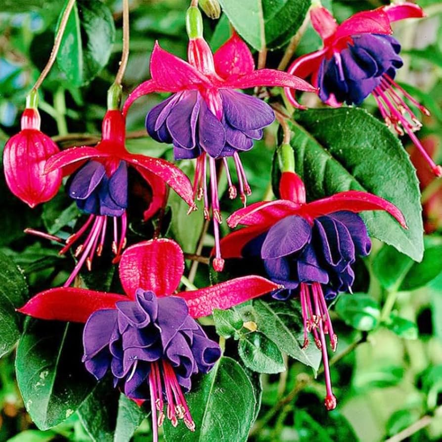 Japanese Fuchsia Spectabilis Hanging Flower Seeds for Balcony and Garden Planting