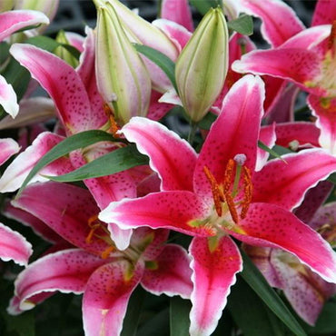 Blue heart lily Lilium spp. flower seeds for planting in indoor pots or backyard flower beds