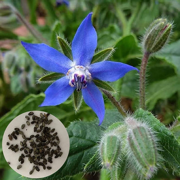 Borage Borago Officinalis Mixed Colors Flower Seeds for Garden Planting