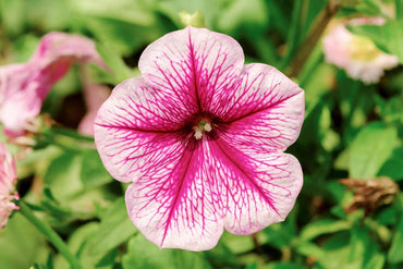 Pale Pink Petunia Flower Seeds for Planting - Heirloom, NON-GMO, Easy to Grow Garden Blooms