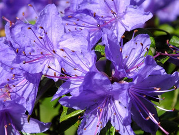 Japanese Azalea Rhododendron Flower Seeds for Home and Garden Planting