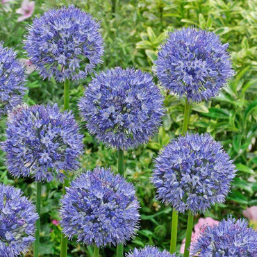 Persian Blue Allium Seeds