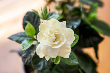 Heirloom Non-GMO Gardenia Flower Seeds for Planting – Fragrant White Evergreen Garden Blooms