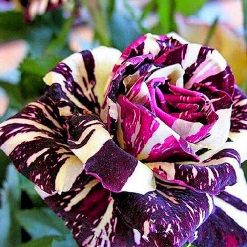 Rose Red-Yellow Rose Flower Seeds