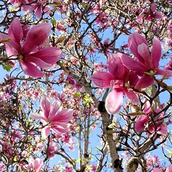 Soulangiana Flower Seeds – Heirloom Non-GMO Seeds for Ornamental and Spring Garden Planting