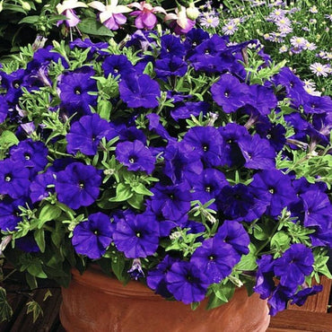 Blue Petunia Petunia Hybrida Flower Seeds for Planting in Hanging Baskets and Balcony Planters
