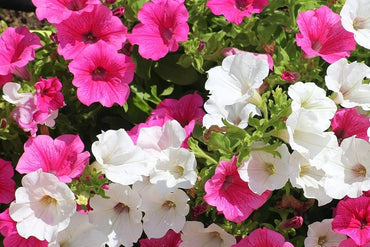 Petunia flower Petunia hybrida Shock Wave Mix pelleted seeds for planting in backyard containers or hanging pots
