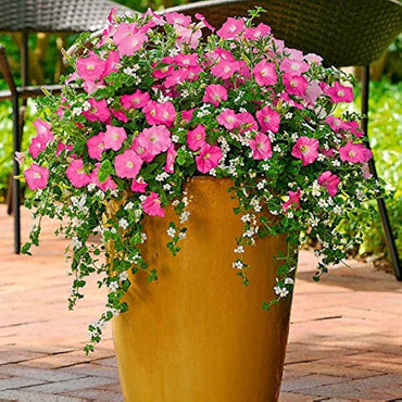 Petunia flower Petunia hybrida Ramblin Red trailing seeds for planting in balcony hanging baskets or outdoor containers