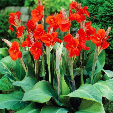 Canna Flower Seeds for Planting 100