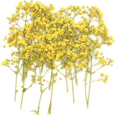 Heirloom Gypsophila Yellow Flower Seeds, Non-GMO Airy Blooms for Planting