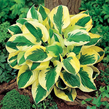 Hosta Perennial Lily Ground Cover Flower Seeds for Garden