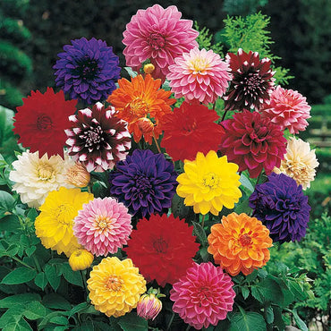 Midsummer Melody Dahlia Mixture