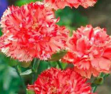 Orange Red Carnation Flower Seeds for Vibrant Garden Planting