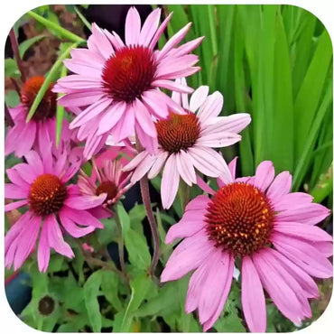 Echinacea purpurea – Echinacea Seed