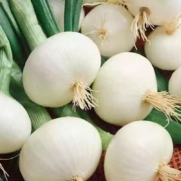 Meryt – Onion Seed