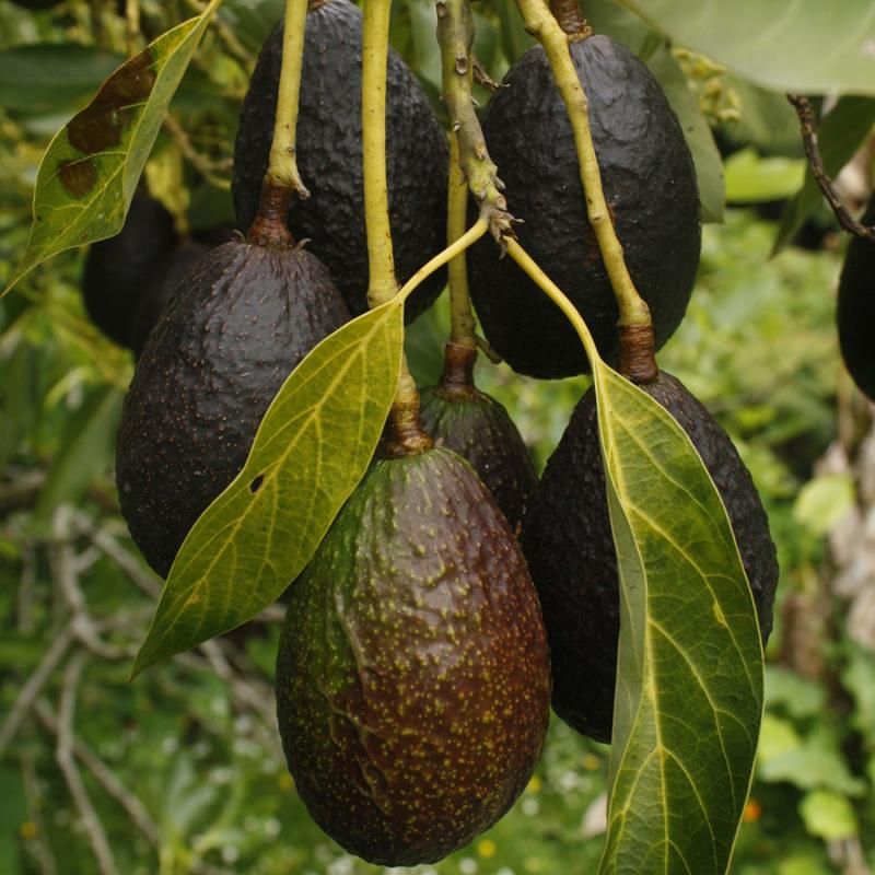 Carmen Hass Avocado Fruit Seeds for Planting – Grow Avocados in Cooler Climates, Heirloom Seeds
