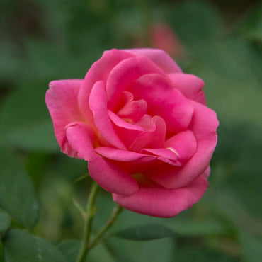 Pink Freedom Rose
