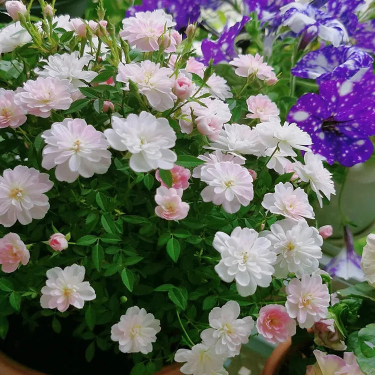 Miniature Rosa Chinensis Minima Seeds