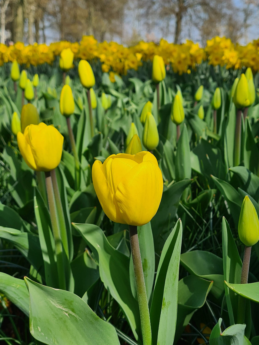Golden Parade Tulip Seeds