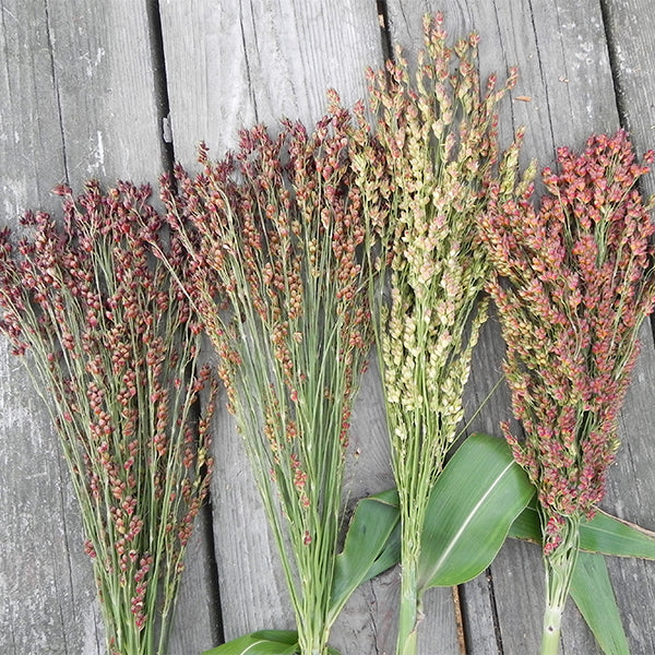 Colored Uprights – Broom Corn Seed