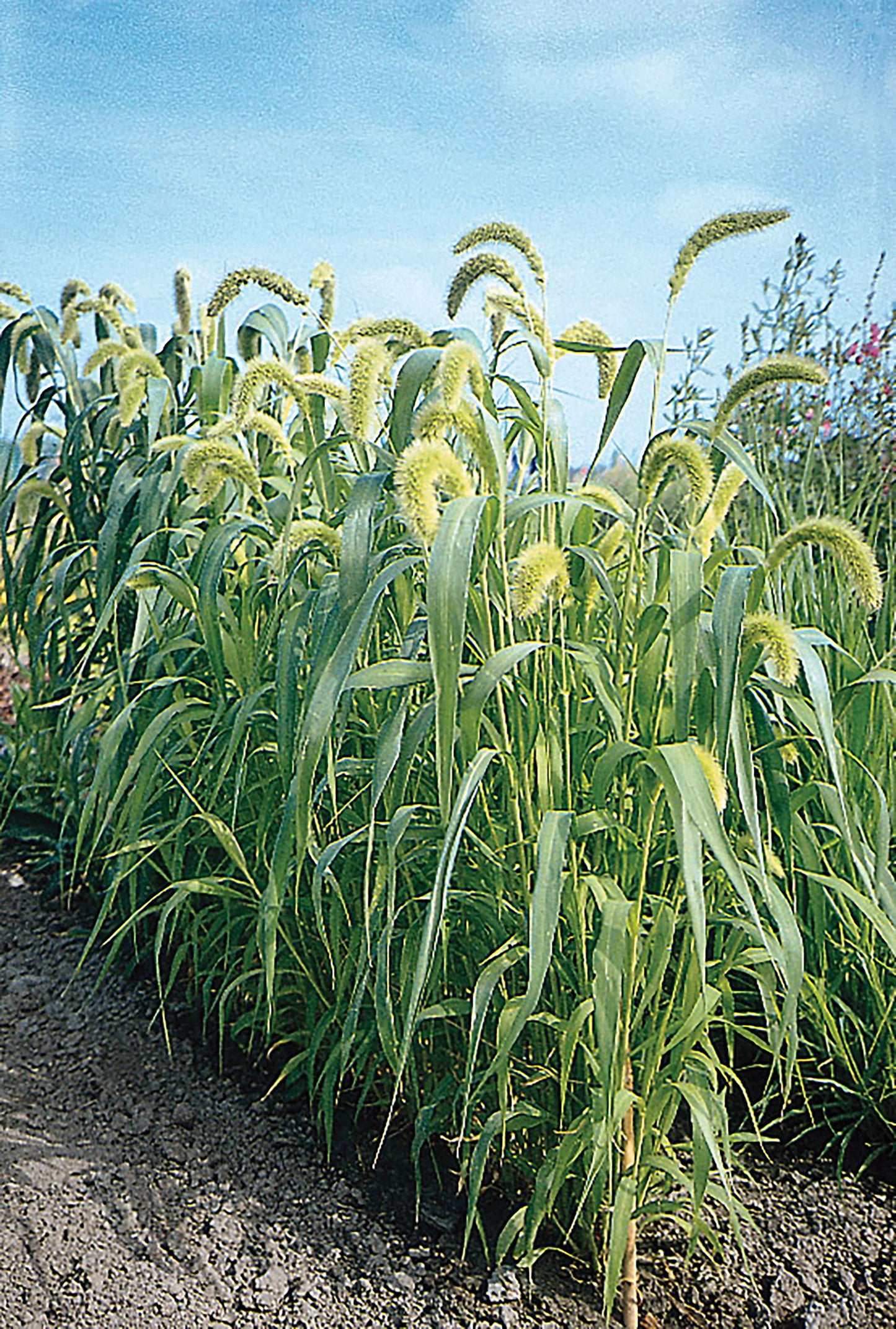 Lime Light Spray Millet – Ornamental Grass