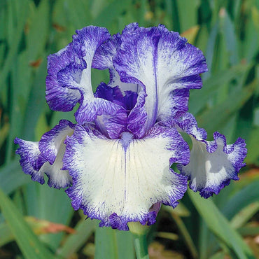 Off Topic Bearded Iris