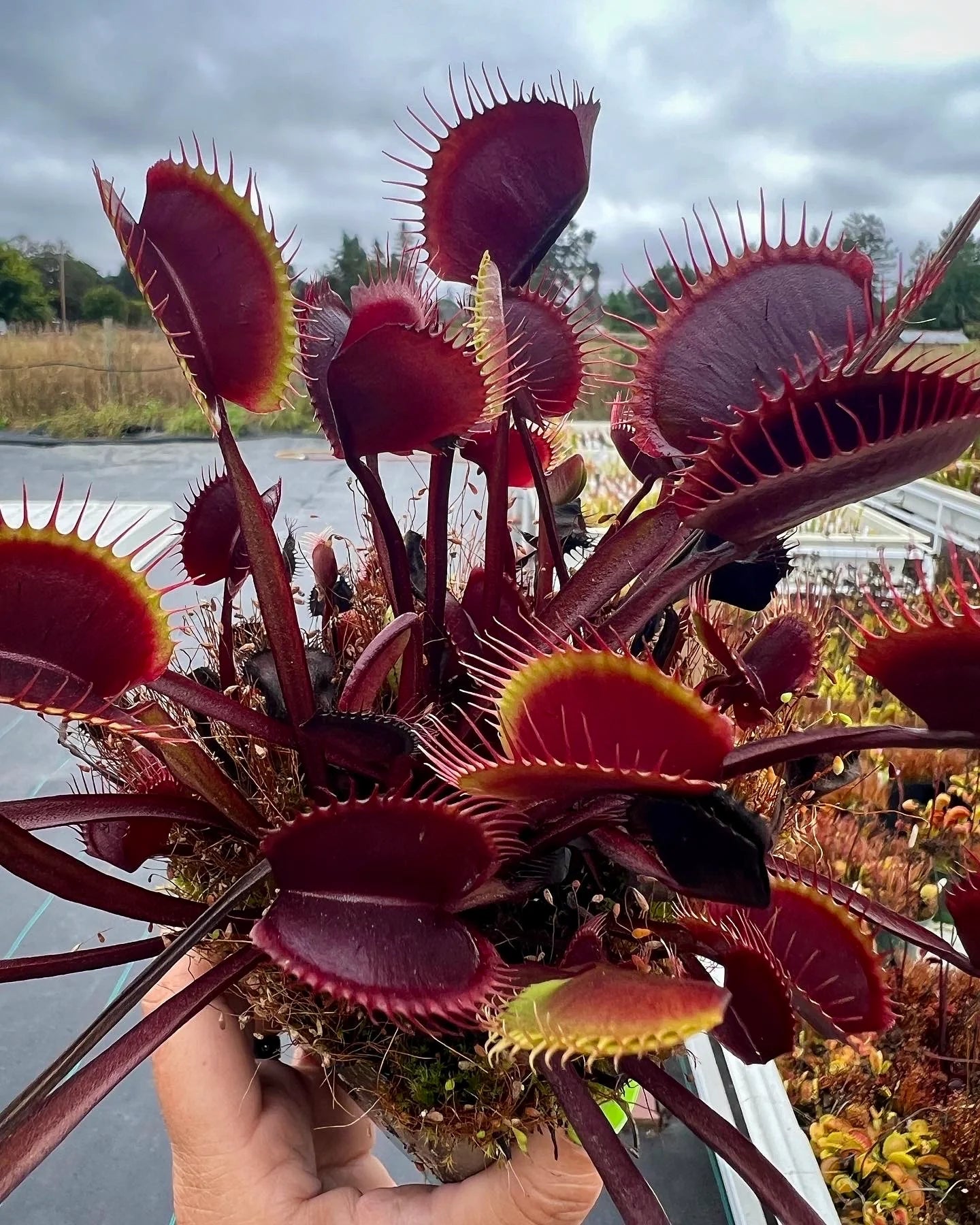 Red Venus Flytrap – Rare Carnivorous Plant for Home & Garden Terrariums