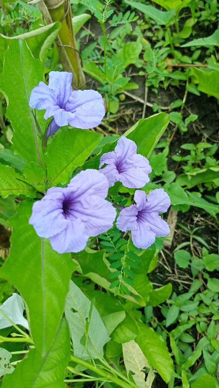 Ruellia Tuberosa Flower Seeds – Heirloom, Non-GMO Flower Seeds for Planting