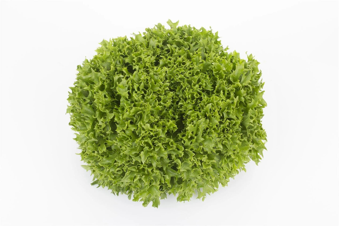 Salanova Green Incised – Lettuce Seed
