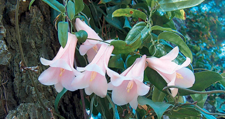 Heirloom Non-GMO Chilean Bell Flower Seeds for Planting – Rare Climbing Blooms