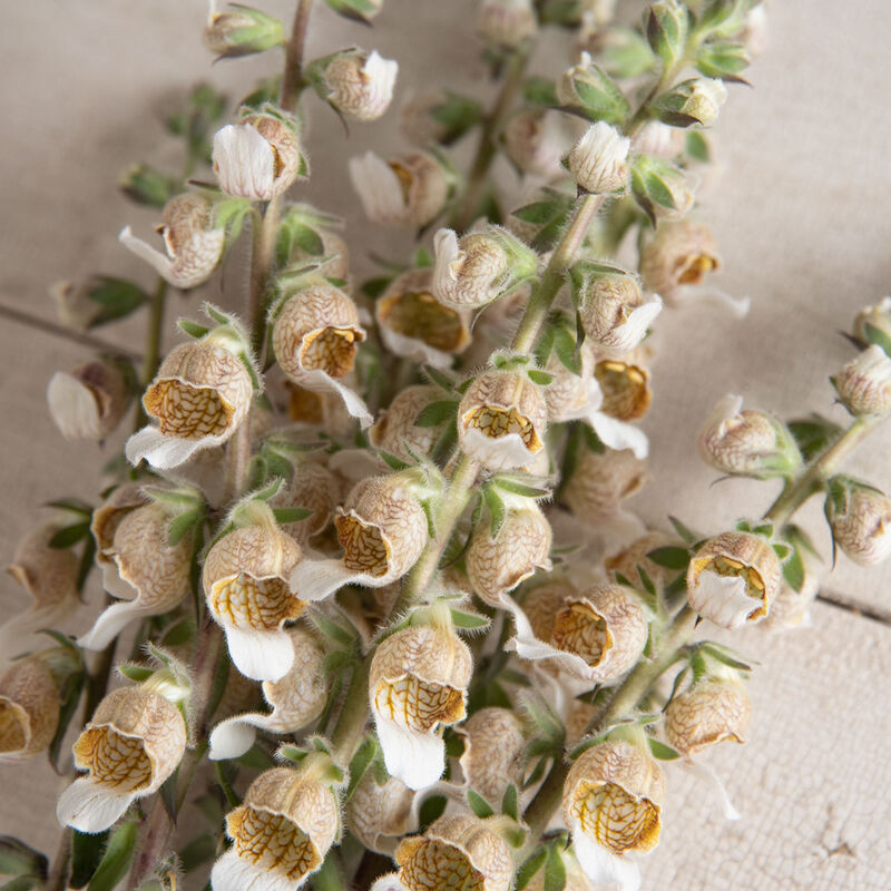 Café Crème – Digitalis Seed