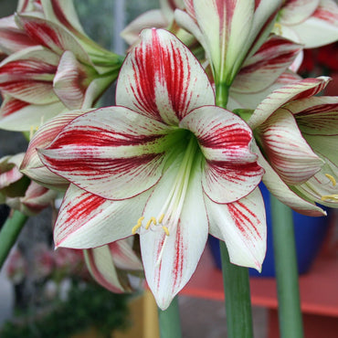 Ambiance Amaryllis Seeds