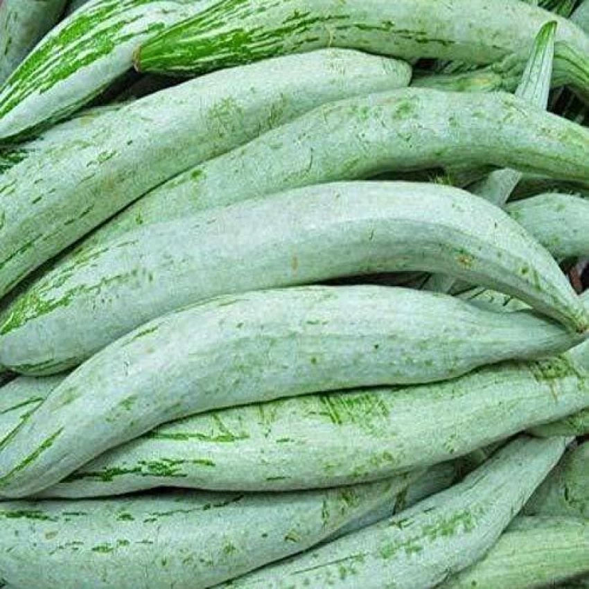 Snake Gourd Chachinda Vegetable Seeds