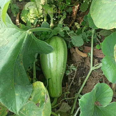 Striped Bottle Gourd Seeds for Planting – Heirloom, Non-GMO Seeds