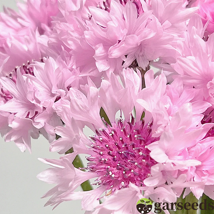 Cornflower Seeds