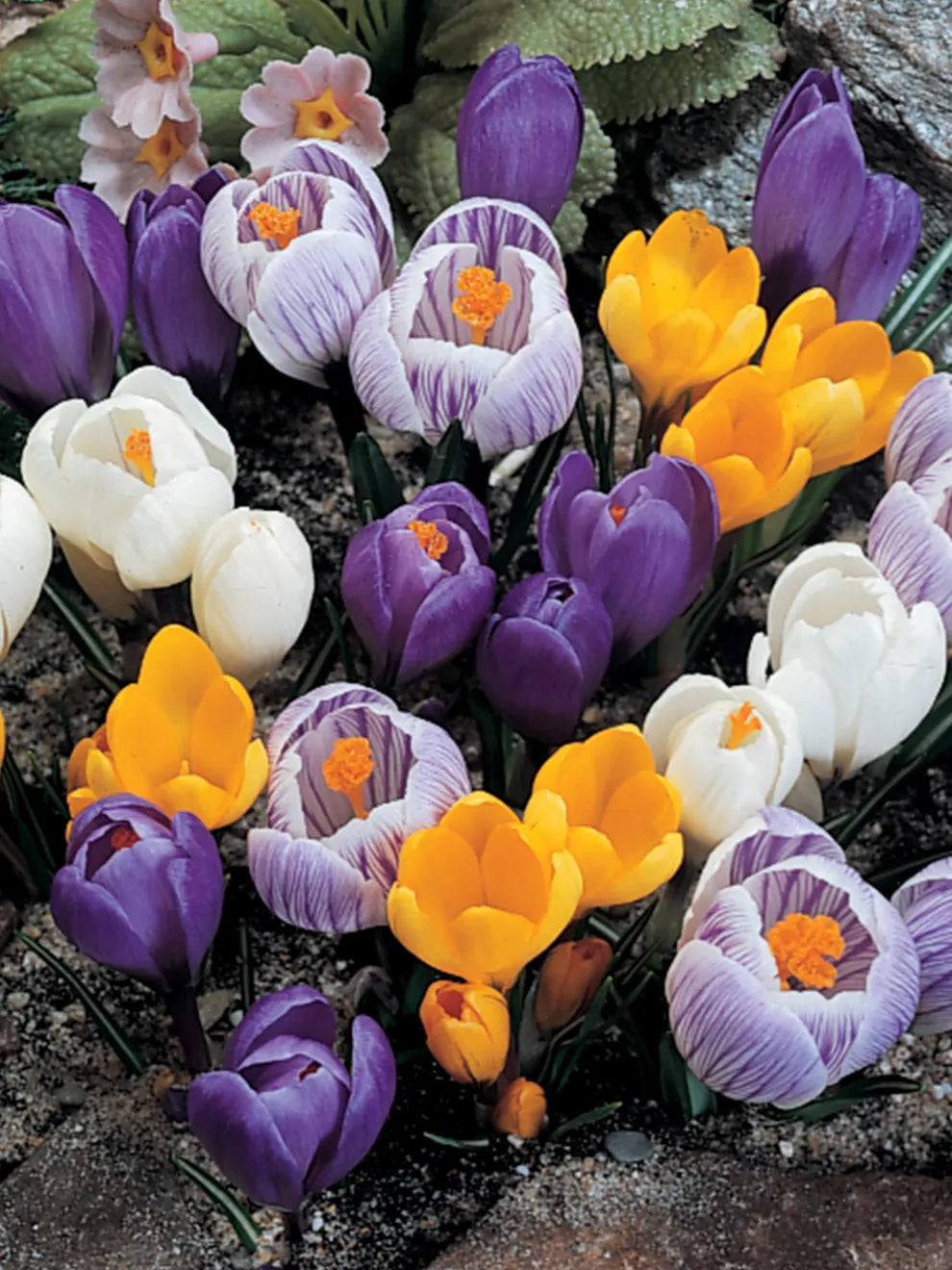 Giant Crocus for Naturalizing Seeds