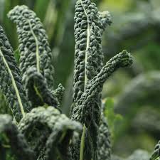 Kale- Black Toscana