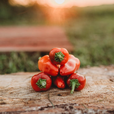 Fresno pepper seeds – mildly hot chili for salsa and grilling